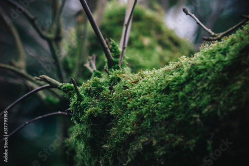 Moos am Apfelbaum