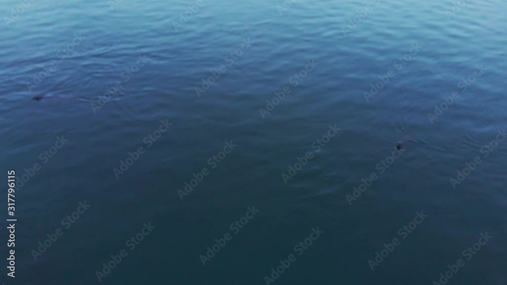 Aerial view of Arctic animals - arctic seals in water. Arctic seal population in the Baltic Sea, Russia. North expedition, wildlife. Wonderful north nature