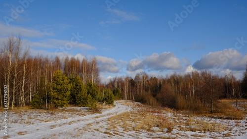 Landscape in early spring: forest and green pines against a bright blue sky with clouds. The remnants of snow lie on the bare ground. Sunny day.