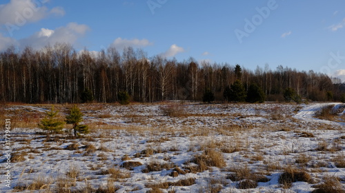 Landscape in early spring: forest and green pines against a bright blue sky with clouds. The remnants of snow lie on the bare ground. Sunny day.