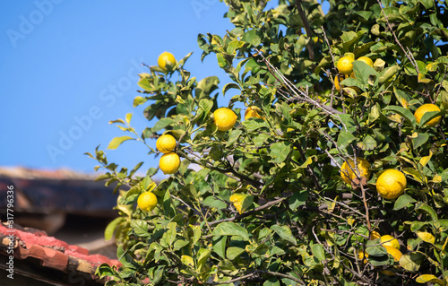 Top of the tree in Mediterranean country growing lemons.
