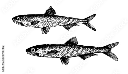 Anchovy, fish collection. Healthy lifestyle, delicious food. Hand-drawn images, black and white graphics.