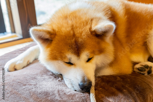 Close up shot of cute Akita dog