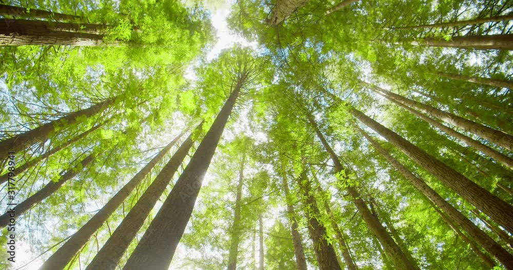Californian redwood forest, Otway National Park, Australia