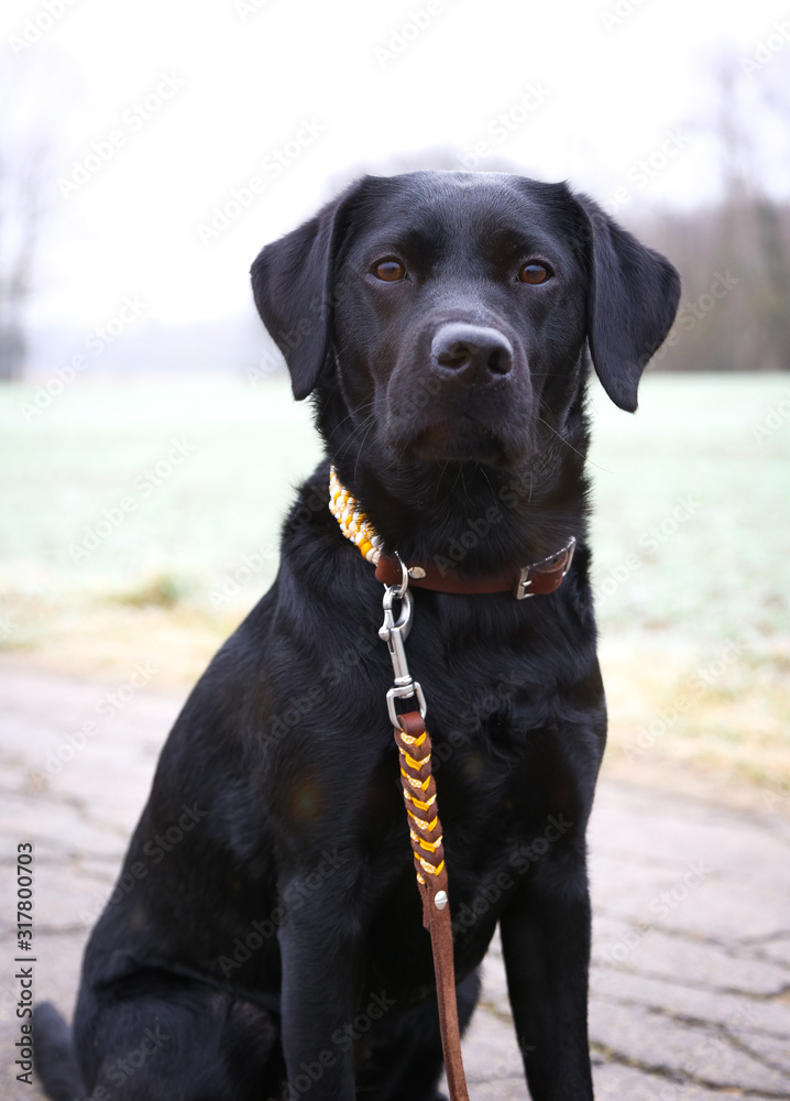 Schwarzer Labrador auf einer überfrohrenen Wiese Schwarzer Labrador auf einer überfrohrenen Wiese
