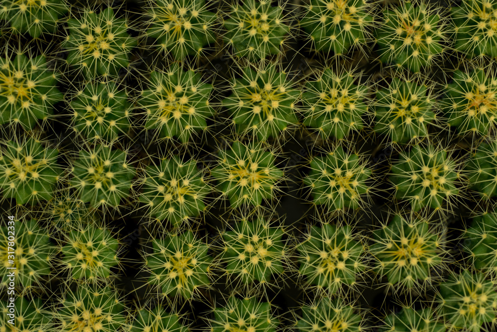 cactus close up, abstract natural pattern