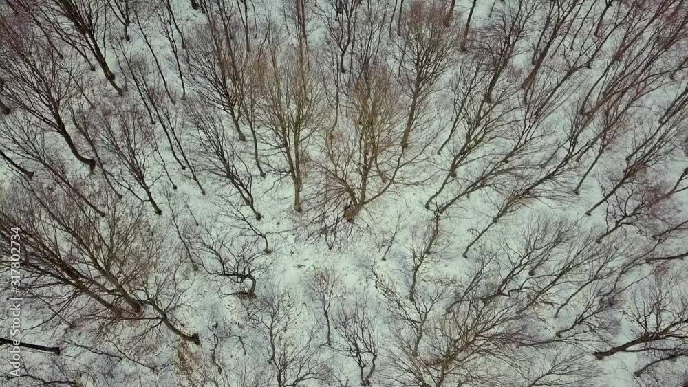 Aerial view of bare winter forest. Aerial view of bare winter forest.