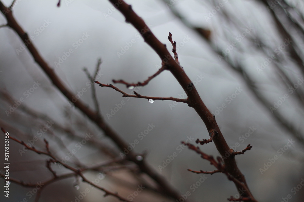 Tree branch on a background of thick silver fog Tree branch on a background of thick silver fog
