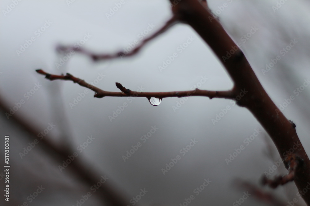 Branches of a tree on a background of thick fog Branches of a tree on a background of thick fog