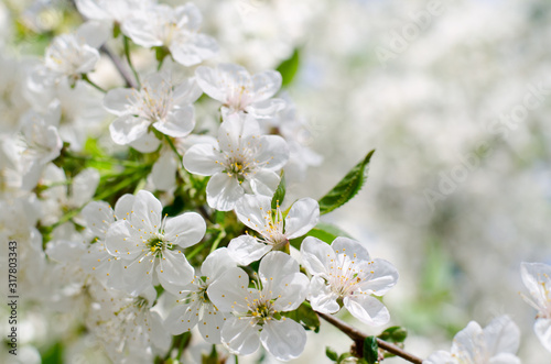 Cherry tree blossoms. White spring flowers close-up. Soft focus spring seasonal background.