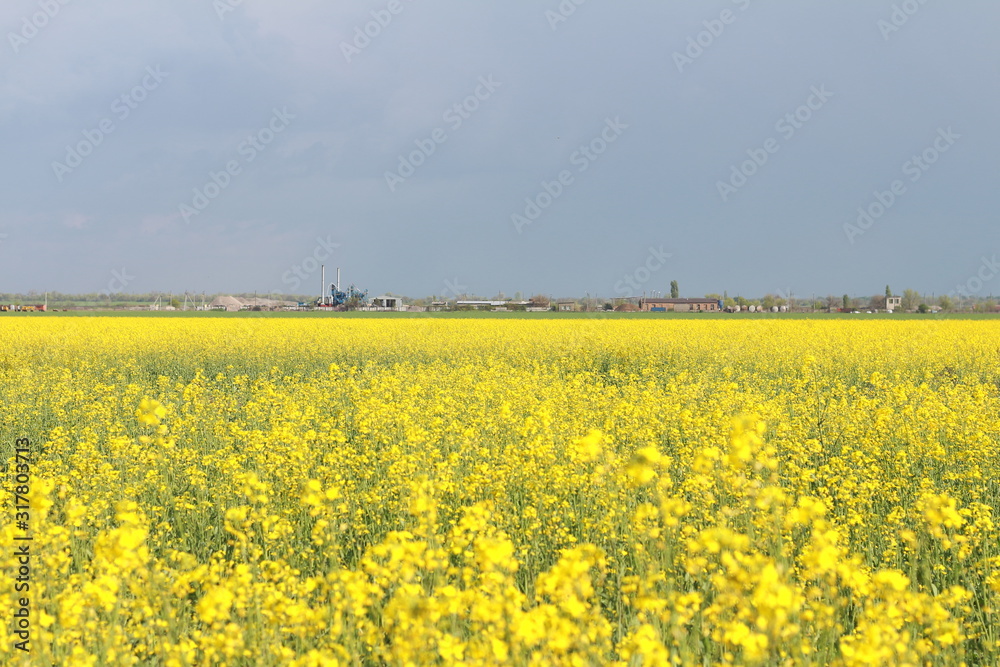 Beautiful field of bright yellow