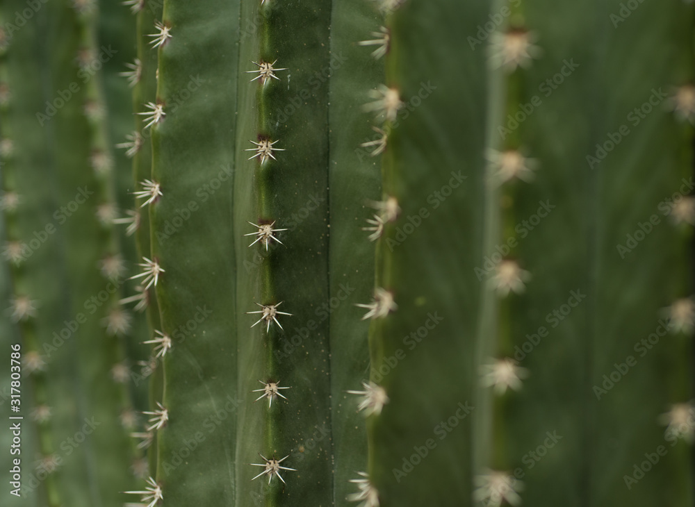 cactus close up, abstract natural pattern cactus close up, abstract natural pattern