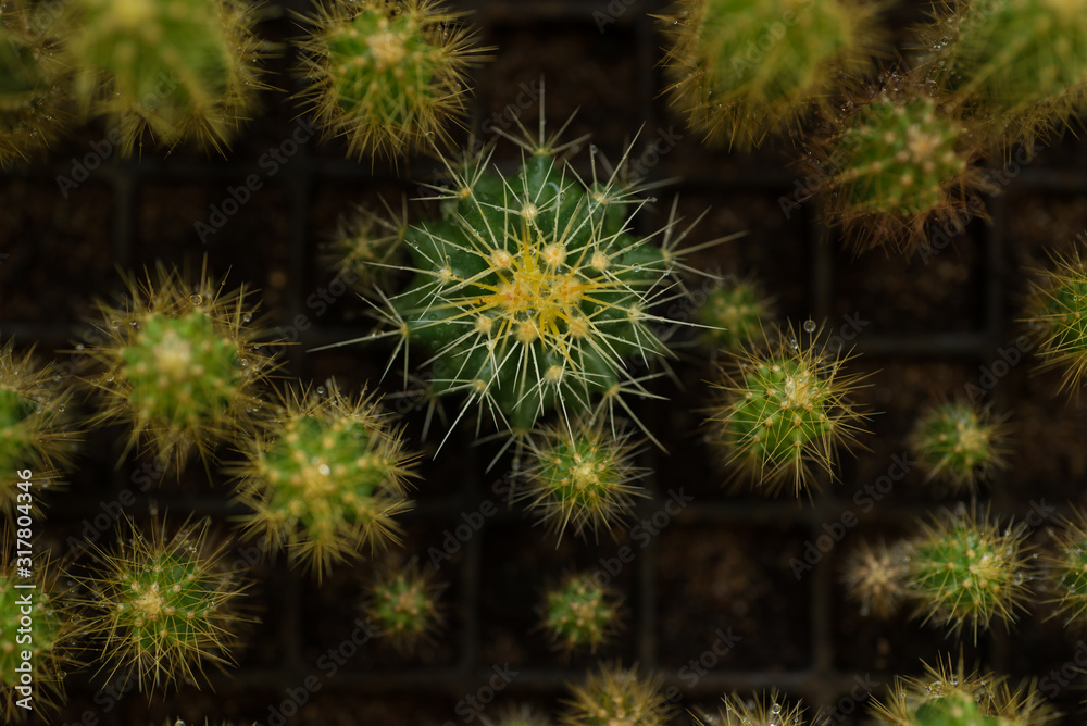 cactus close up, abstract natural pattern cactus close up, abstract natural pattern
