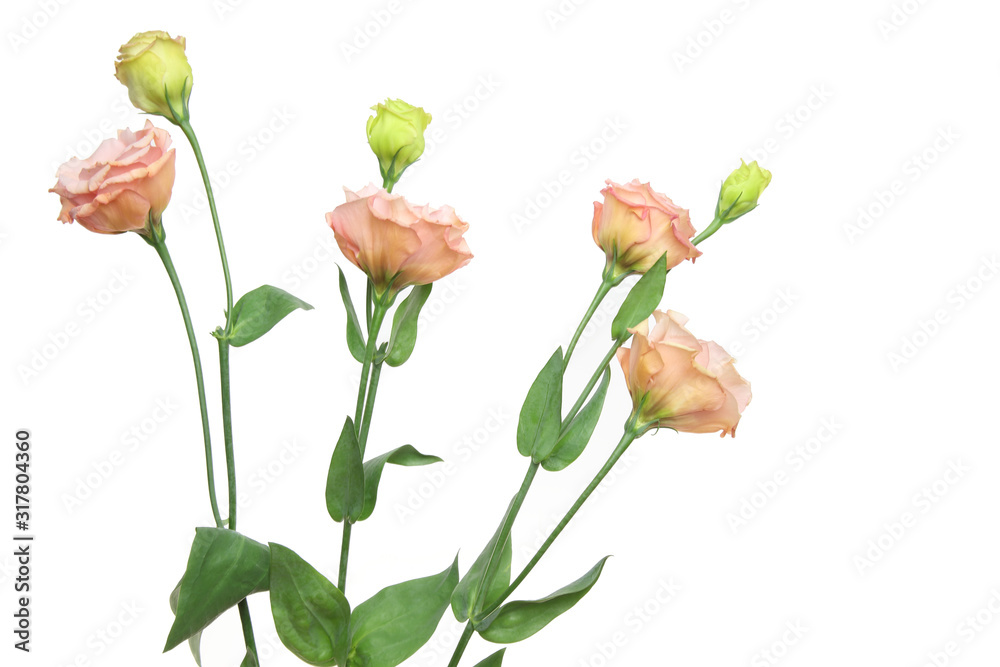 Obraz premium トルコキキョウ