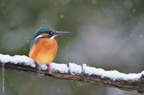 Common kingfisher ( alcedo atthis ) sitting on the branch  in the natural winter and snowy enviroment © Lubomir