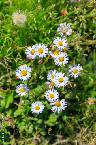White daisy in Provence at spring