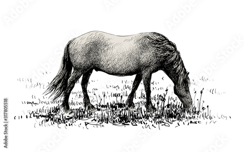Horse standing eating on grass meadow background