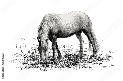 Horse standing eating on grass meadow background
