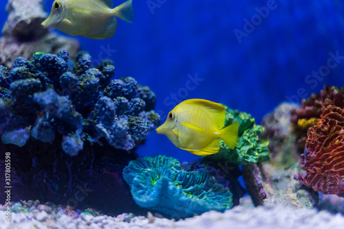 Fototapeta Naklejka Na Ścianę i Meble -  Beautiful Colorful Marine / Aquarium Scene