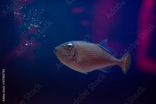 Close up of a Nice Gray Fish