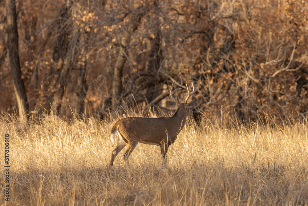 Buck Whitetail Deer in Rut in Colorado in Fall Buck Whitetail Deer in Rut in Colorado in Fall