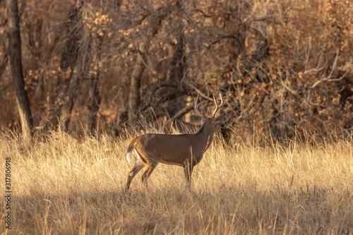 Buck Whitetail Deer in Rut in Colorado in Fall