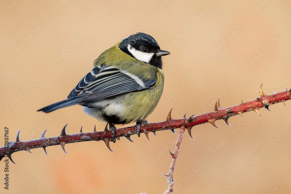 Great Tit, Parus major, perched on a branch with a clear uniform background. Leon, Spain Great Tit, Parus major, perched on a branch with a clear uniform background. Leon, Spain