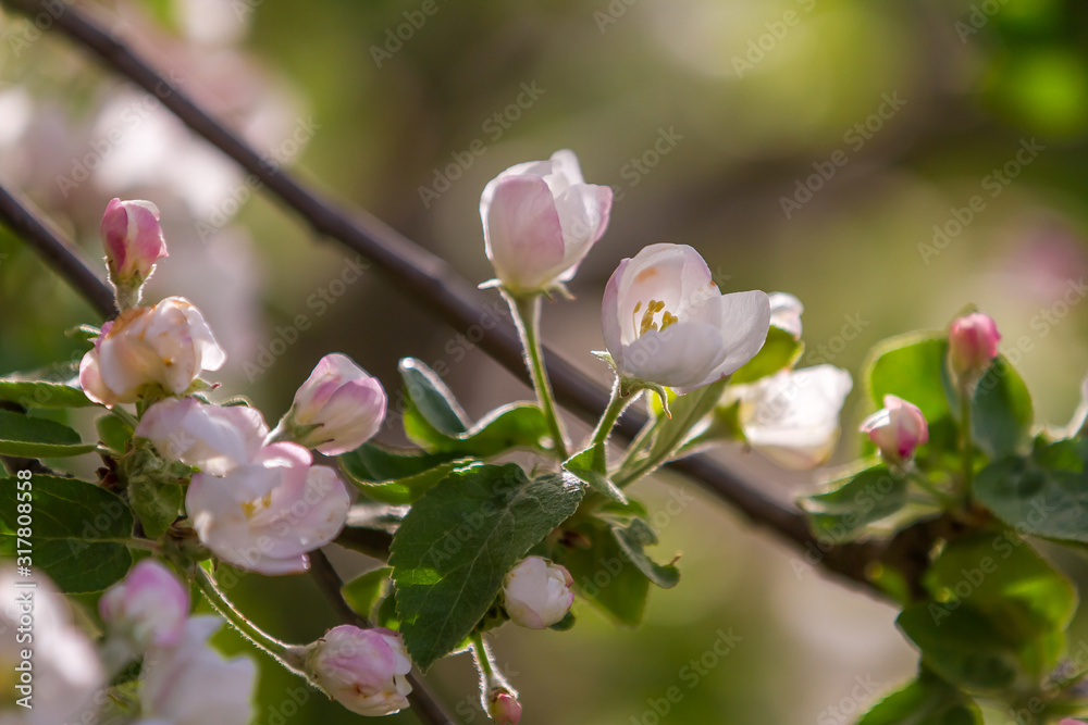 Apple Blossoms In Full Bloom Apple Blossoms In Full Bloom