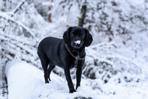 Cute black young dog with snow on nose. Winter white background of forest with snow cover. Outdoor fun with pet.