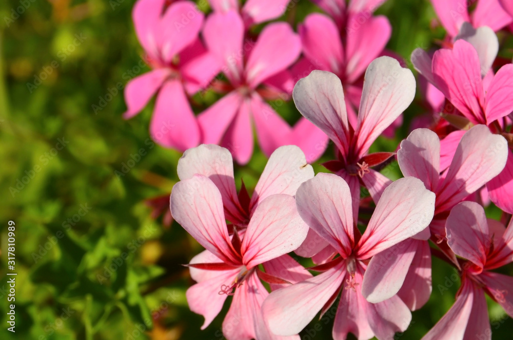 Pink geranium flowers in the garden of Tenerife,Canary Islands, Spain.Blooming pelargoniums.