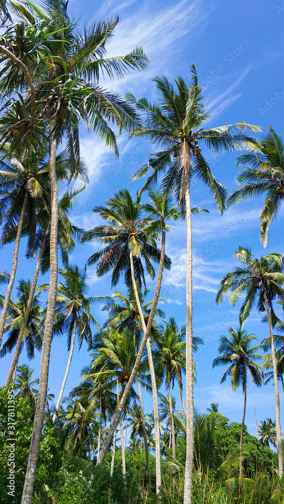 Tropical palm trees on a background of blue sky. Paradise island nature and plants Tropical palm trees on a background of blue sky. Paradise island nature and plants
