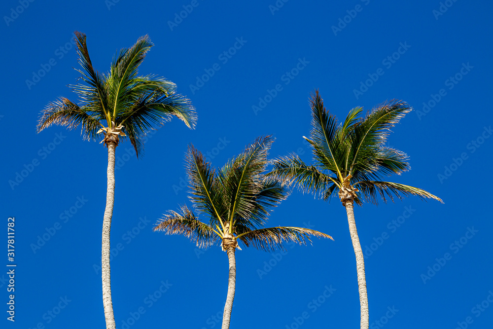 Looking up at palm trees against a clear blue sky Looking up at palm trees against a clear blue sky