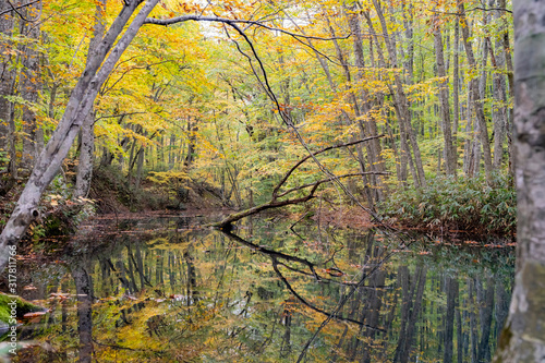 Beautiful fall color of the Tsutanuma area