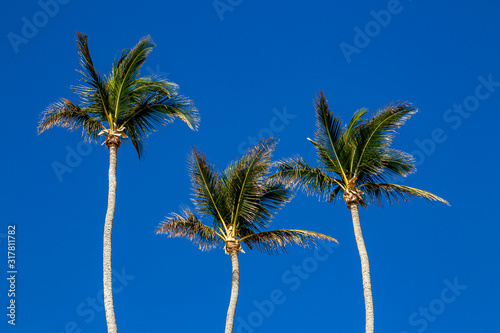Looking up at palm trees against a clear blue sky