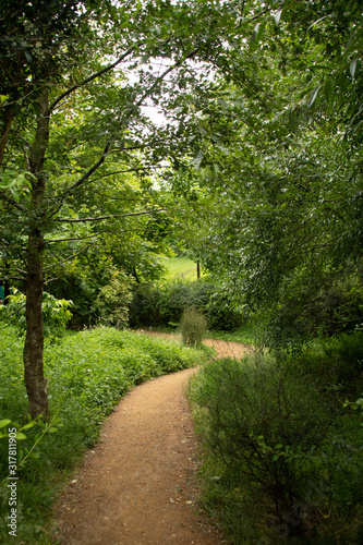 path in forest