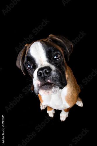Cute boxer puppy sitting on black background
