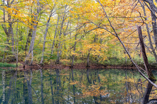 Fototapeta Naklejka Na Ścianę i Meble -  Beautiful fall color of the Tsutanuma area