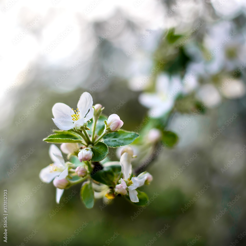 Obraz premium Beautiful branch of a blooming apple tree