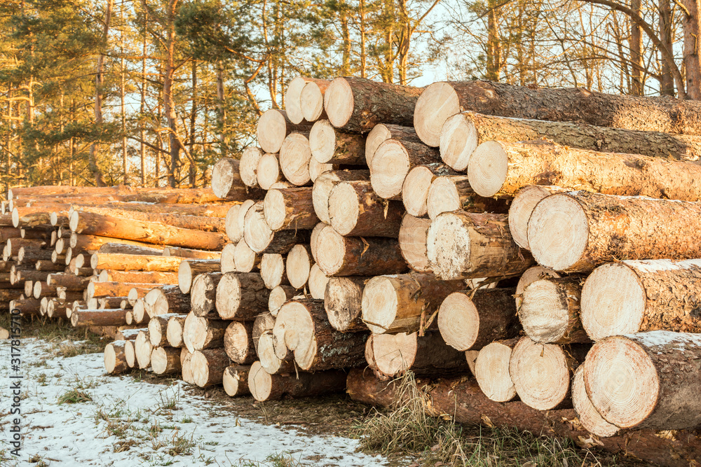 wooden-logs-of-pine-woods-in-the-forest-freshly-chopped-tree-logs