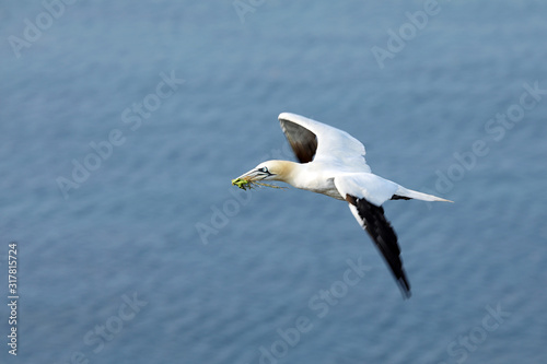 The northern gannet (Morus bassanus) is a seabird, largest of the gannet family, Sulidae. It is native to the coasts of Atlantic Ocean, breeding in Western Europe and North America