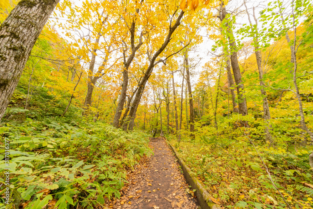 Fototapeta premium Beautiful fall color of the Oirase Gorge