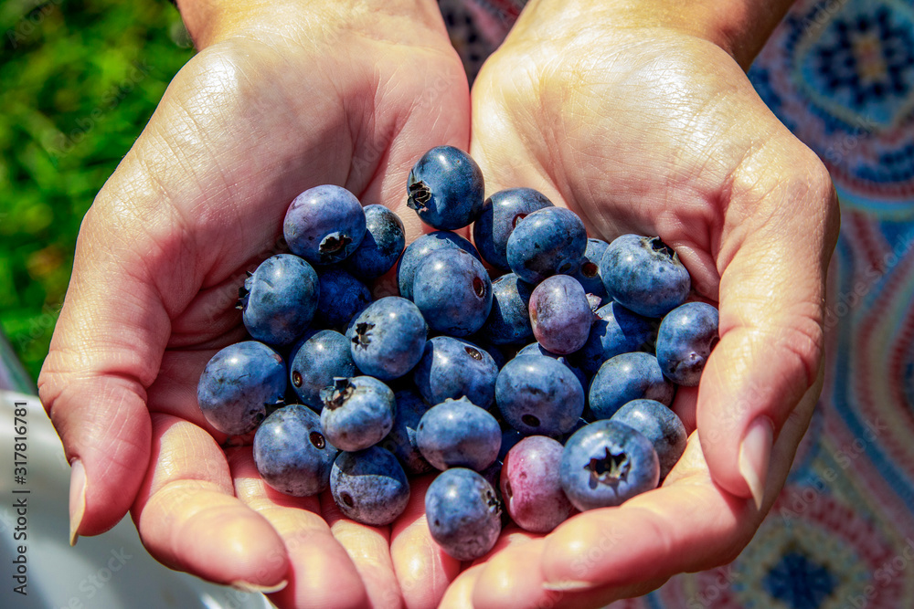 handful of blueberries in hands handful of blueberries in hands