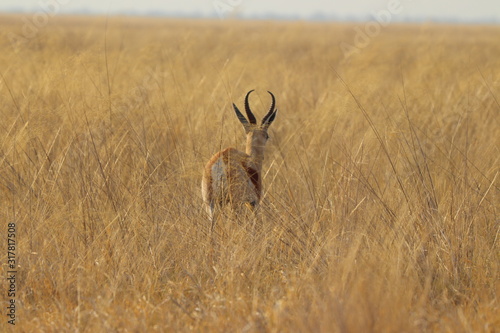 One lonely impala running away in nata in Botswana on holiday. Traveling during dry season in summer.