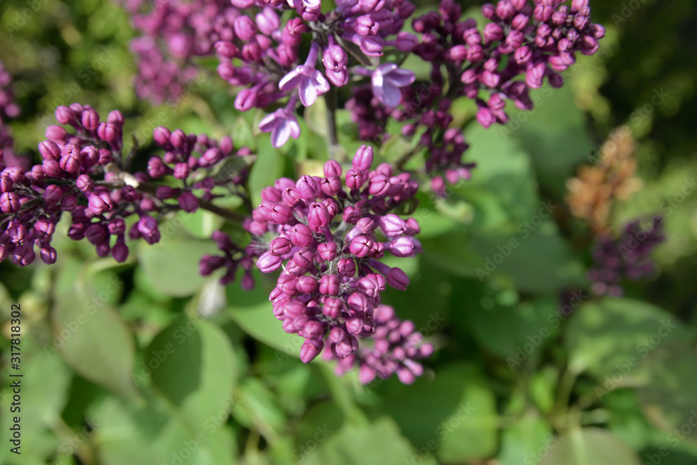 Garden & Landscape: Closeup of purple lilac buds. Garden & Landscape: Closeup of purple lilac buds.