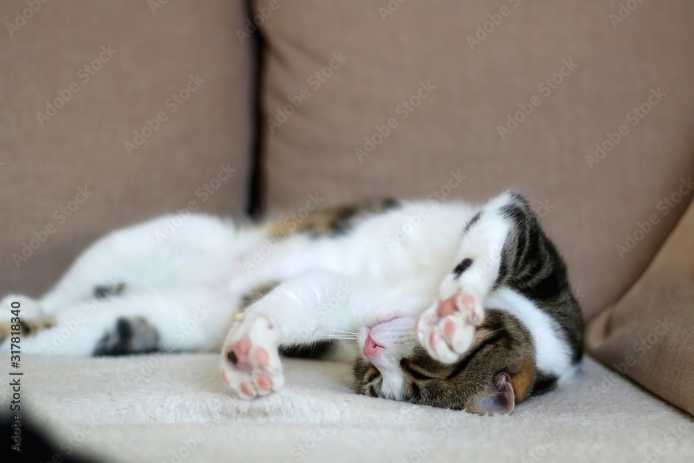 Fototapeta premium Sleepy tabby cat lying on a couch. Selective focus.