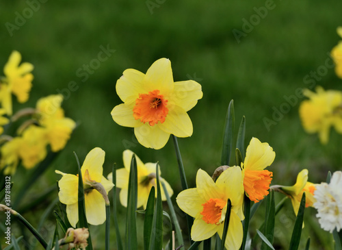 Garden & Landscape: Orange centered yellow jonquils to brighten a garden. photo