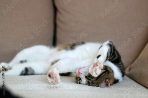 Sleepy tabby cat lying on a couch. Selective focus. © jelena990