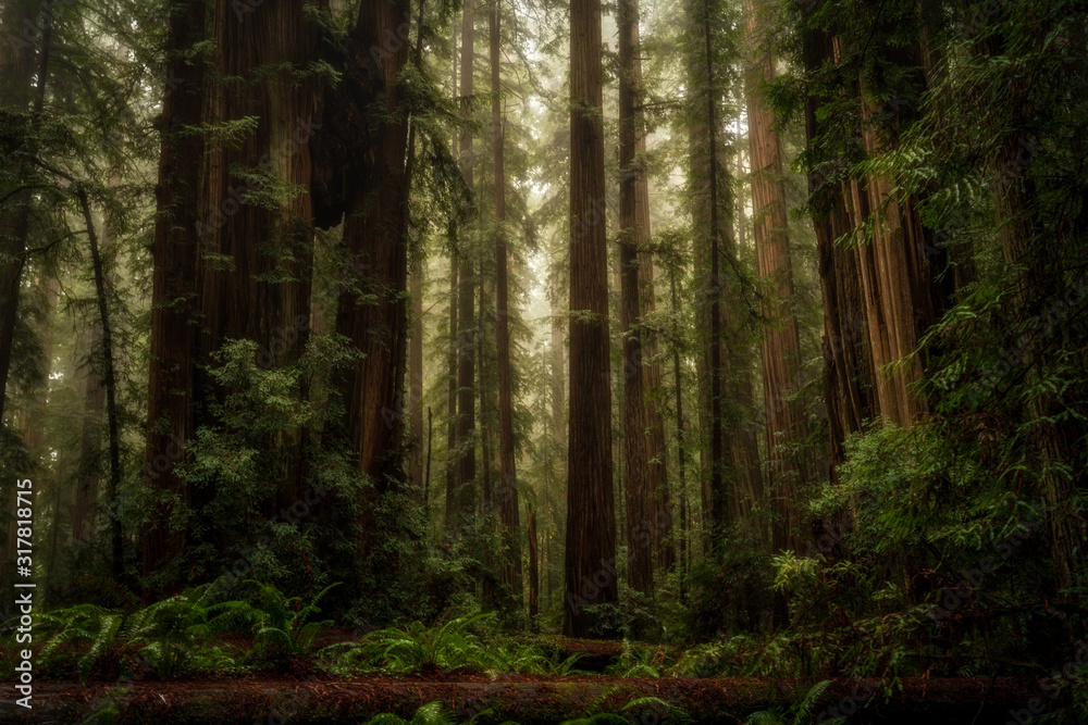 Moody Redwood Foresy