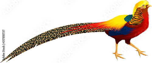 vector chinese Golden pheasant illustration