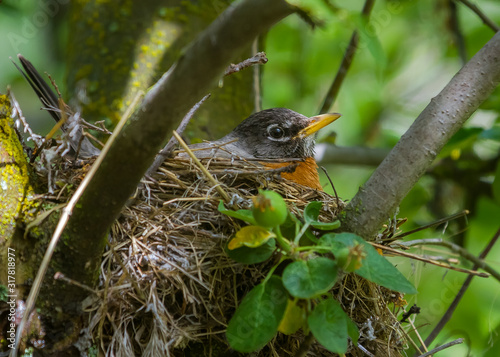 Quadro su tela Red Robin incubating her nest egg